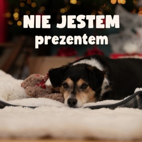 Mały, słodki szczeniaczek wydaje się idealnym prezentem gwiazdkowym. Nie zawsze tak jest...