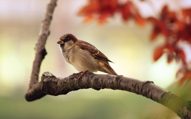Dokarmianie ptaków jesienią i zimą – jak robić to rozsądnie?