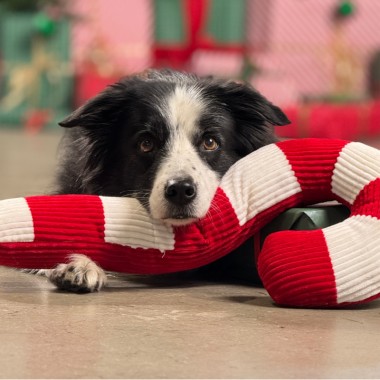Ruszyła ósma edycja świątecznej akcji Maxi Zoo „Wspólnie dla zwierząt