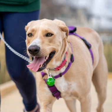 Postanowienie noworoczne - zadbać o zdrowie pupila!